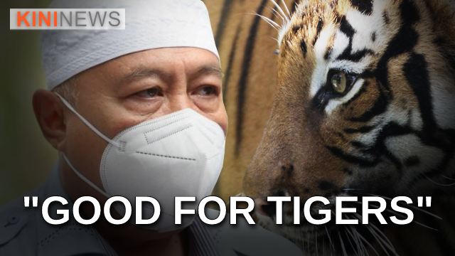 #KiniNews | K'tan Forestry director: Deforested areas good for tigers