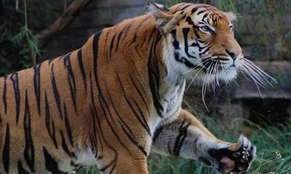 Tiger at NYC's Bronx Zoo tests positive for COVID-19