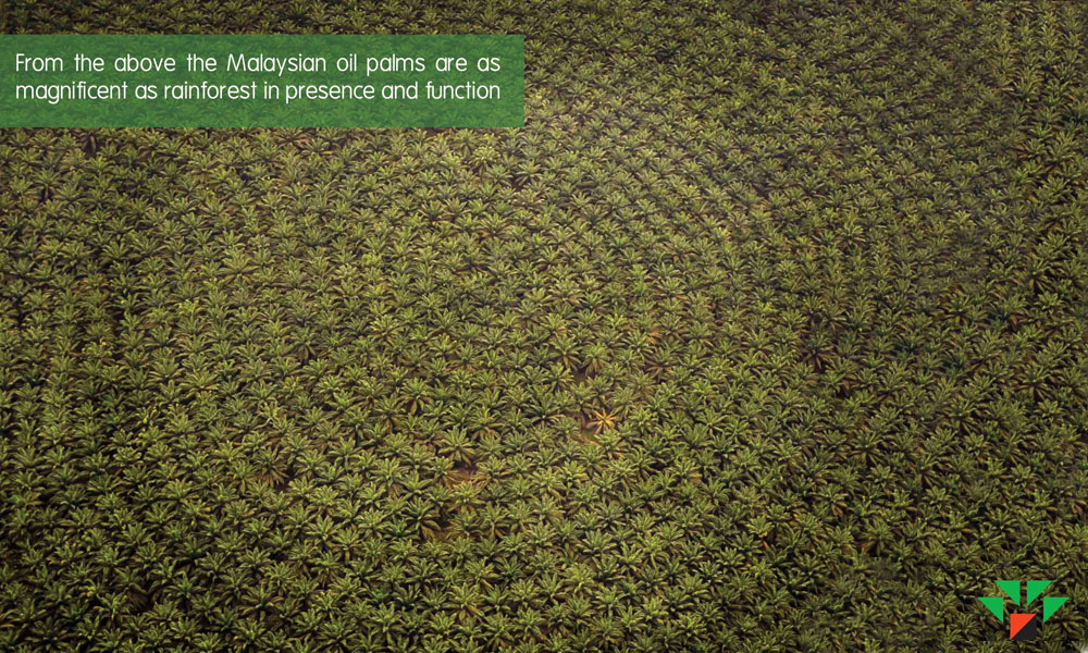 Debunking the common myths about palm oil