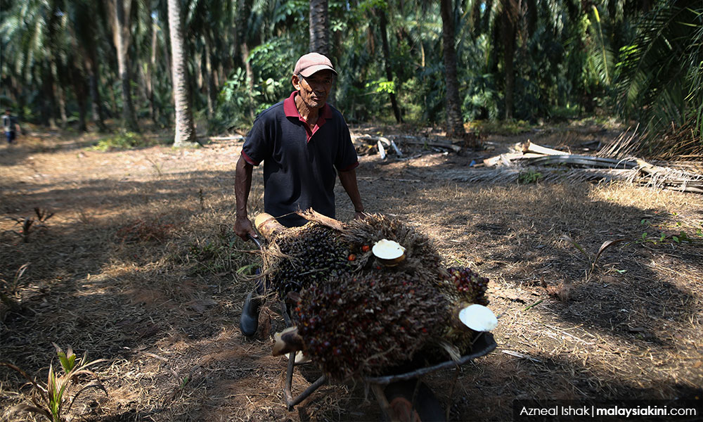 What's so special about timber, palm oil?