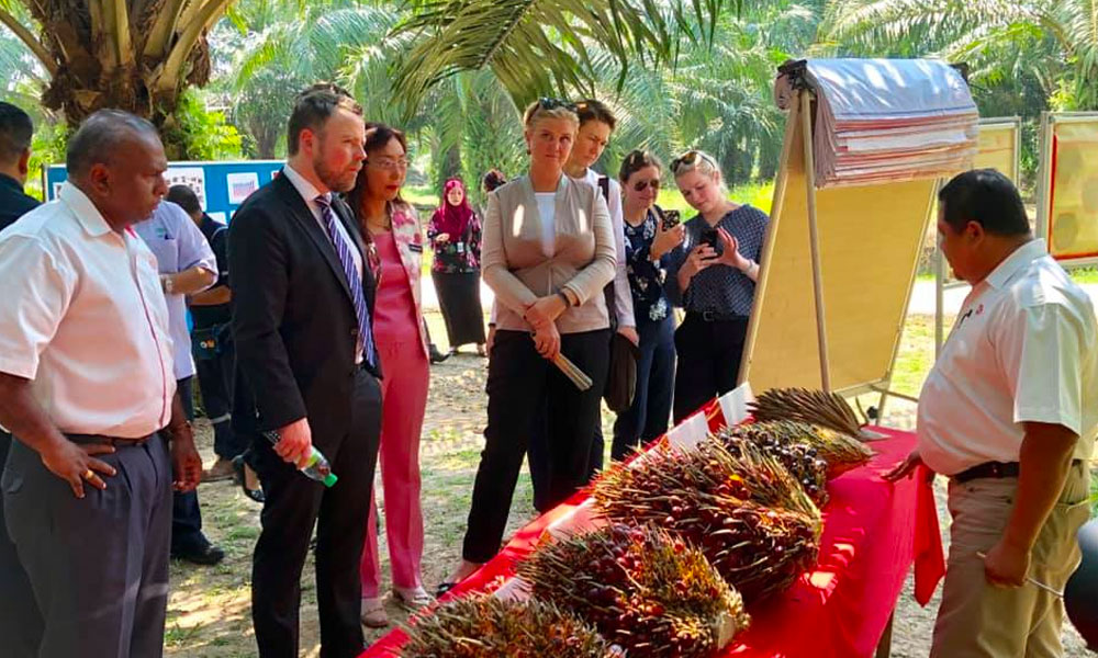 Sustainable palm oil: Bridging appreciation and commitment