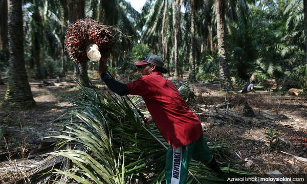 Kppk Mohon Operasi Ladang Kilang Sawit Di Sabah Diteruskan