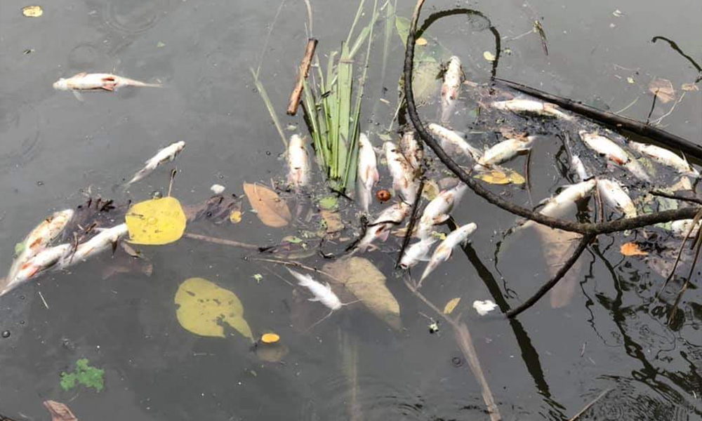 Palm oil mill's permit suspended over river pollution