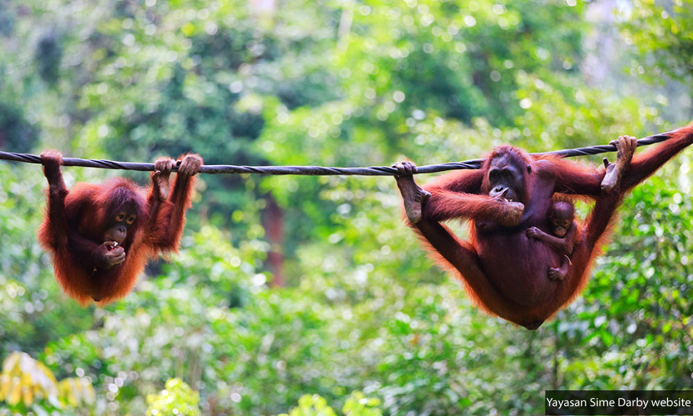 Certified sustainable palm oil producer, Sime Darby, leading by example