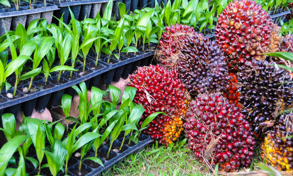 Nourishing market sustainability through value-added competitiveness