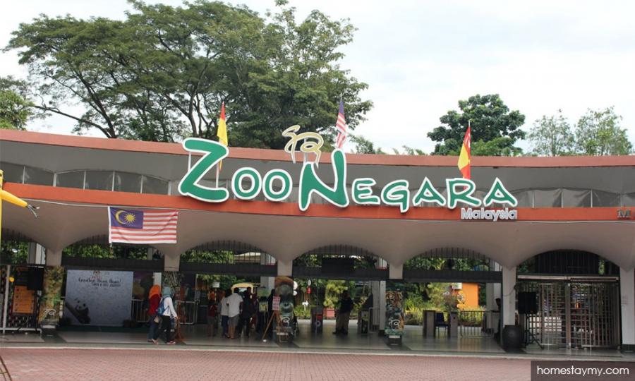 Malaysiakini - LETTER | Covid-19: Goodbye, Zoo Negara Malaysia ...