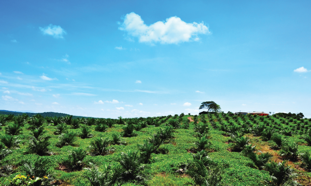 EU’s palm-based biofuel ban: Does it breach WTO free trade rules?
