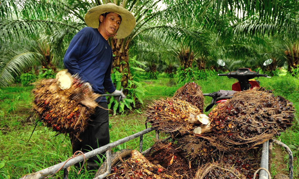 Following palm oil's journey from plantation to supermarket shelves