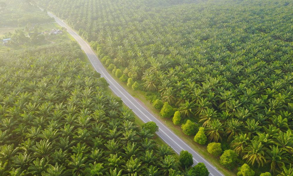 Palm oil vs palm kernel oil: What's the difference?