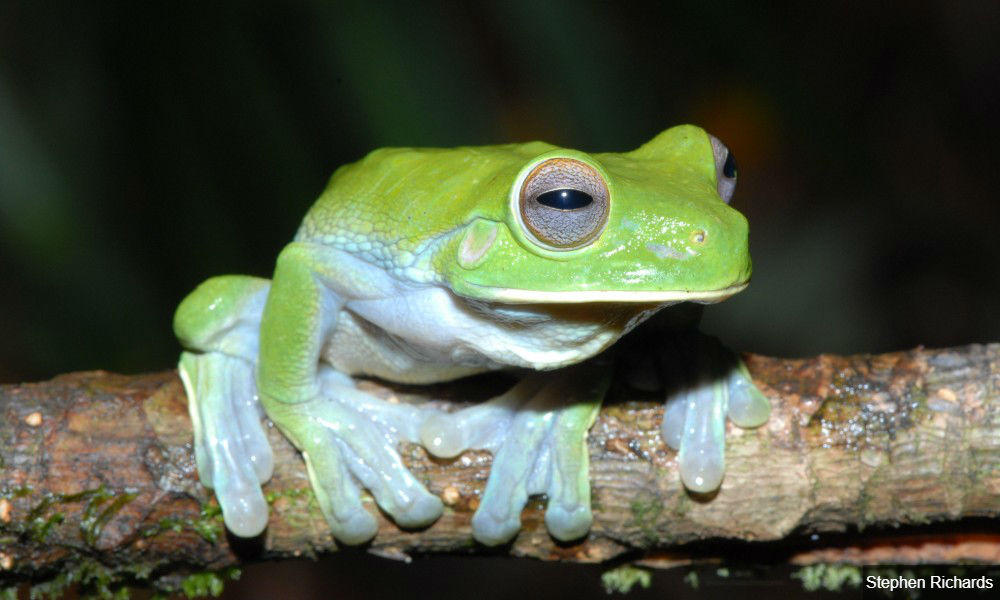 Ex-Sabah CM: Sabahans must condemn 'political frogs' and 'frog collectors'