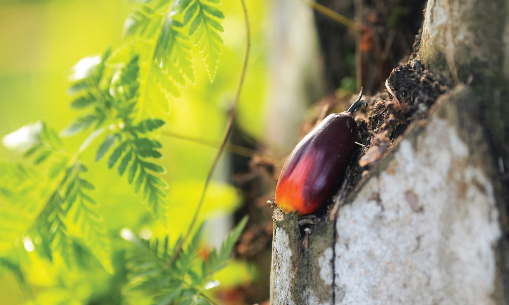 Malaysians feel palm oil is healthier than soy oil, UCSI Poll reveals