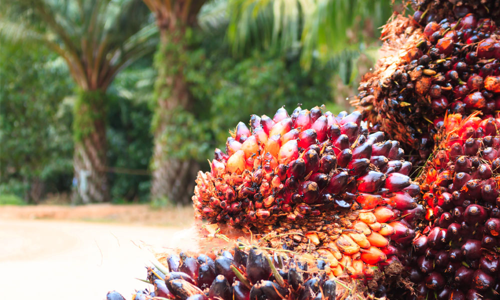 Attack on palm oil a blessing in disguise