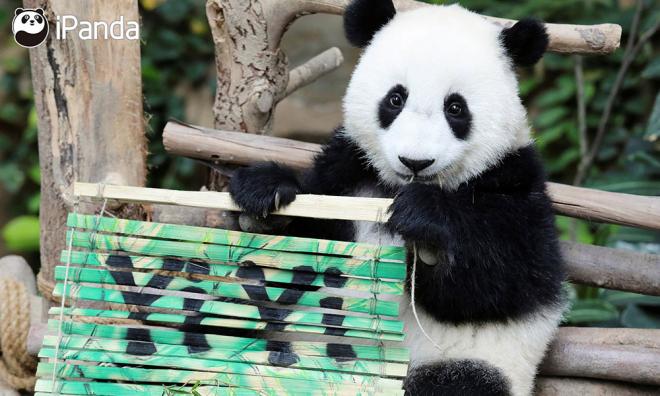 熊猫饲养费高昂,惟协议限制或无法归还中国