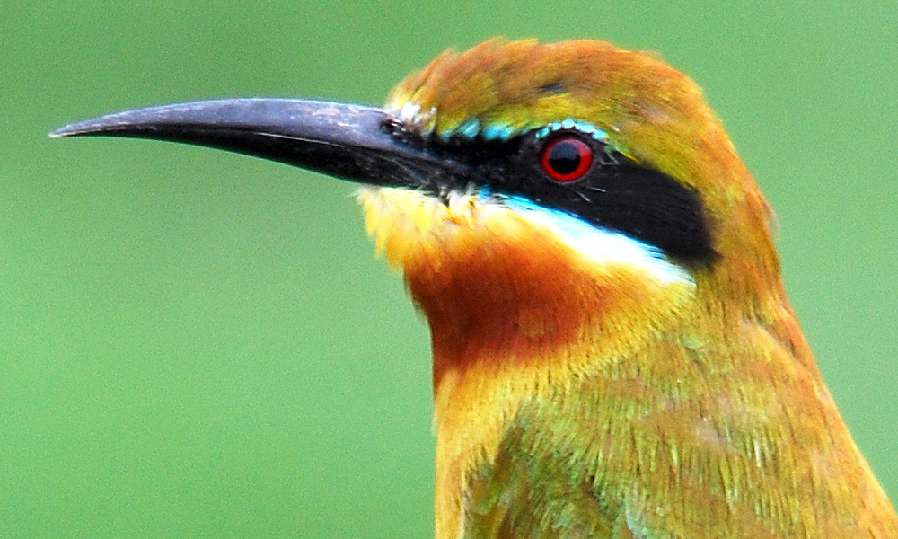 Authorities rescue protected birds worth RM280,000