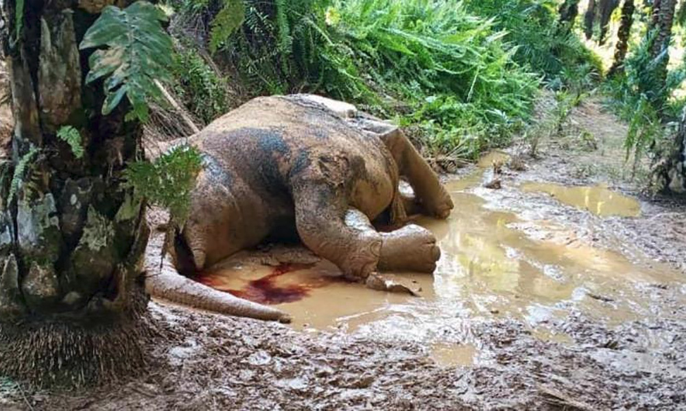 LETTER | The murdering of our wildlife continues