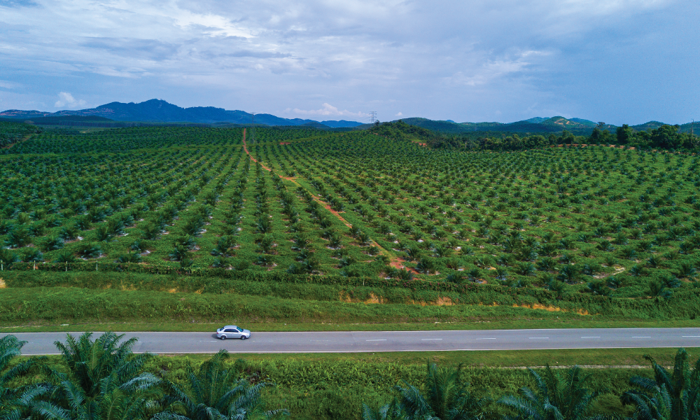 Adding value through MSPO to benefit smallholders in the long term