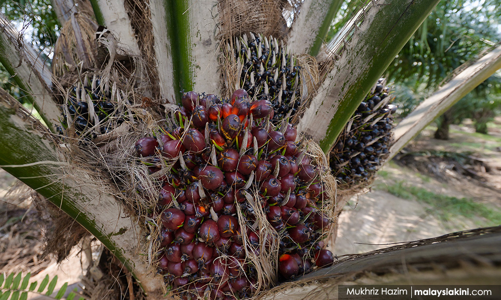 MCA's Wee hopes India will accept M'sian palm oil again