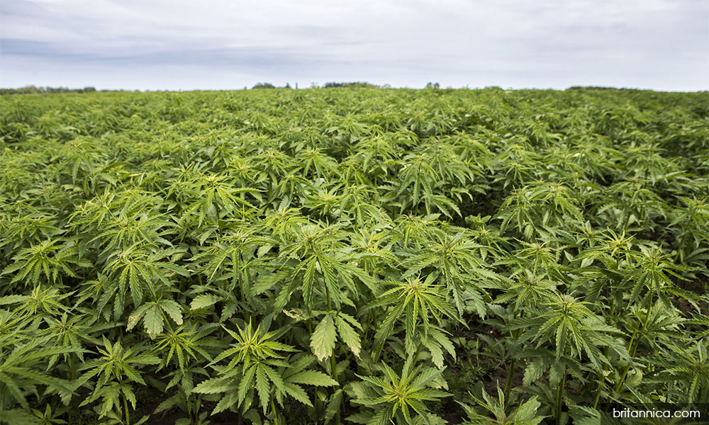 Hemp seeds yet to arrive - Noor Azmi