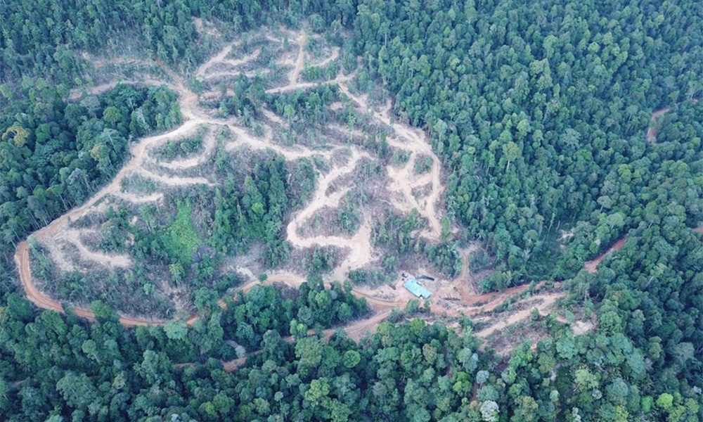 LETTER | Remembering the World Environment Day