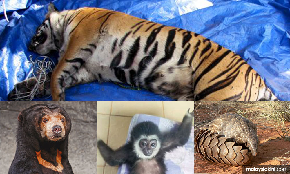 LETTER | Global human life in danger, wildlife endangered!