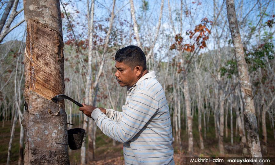View Permohonan Kad Hijau Penoreh Getah Background