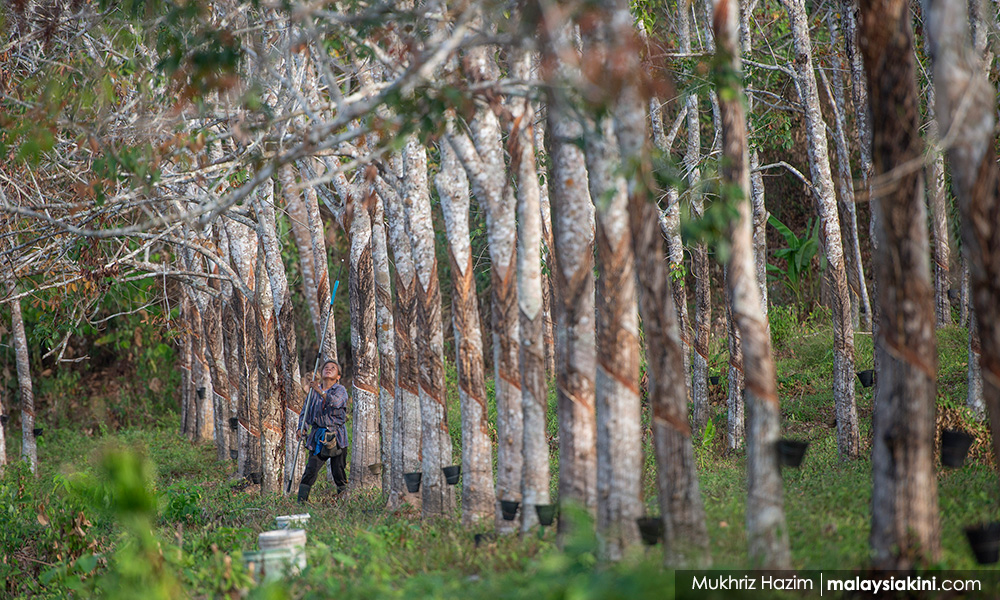 Gov't committed to uplift incomes of 500,000 Risda smallholders