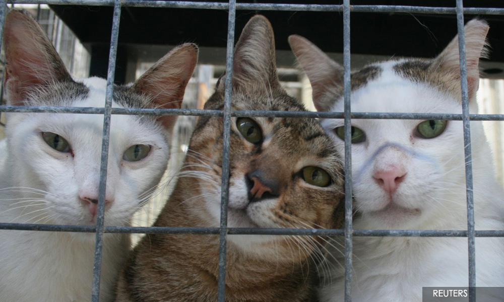 RM10,000 reward for information on kitten set on fire