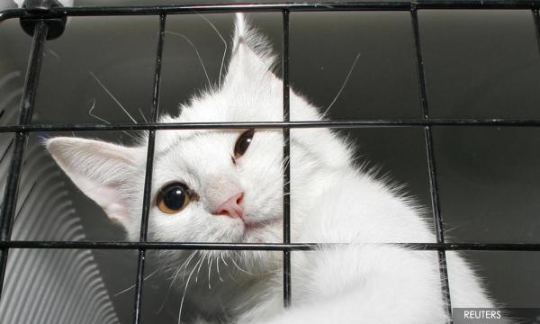 Kes Haiwan Dijangkiti Covid 19 Rendah Tak Perlu Panik Veterinar