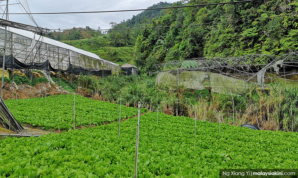 Farmland Lease Undermines Rights Of Cameron Highlands Farmers