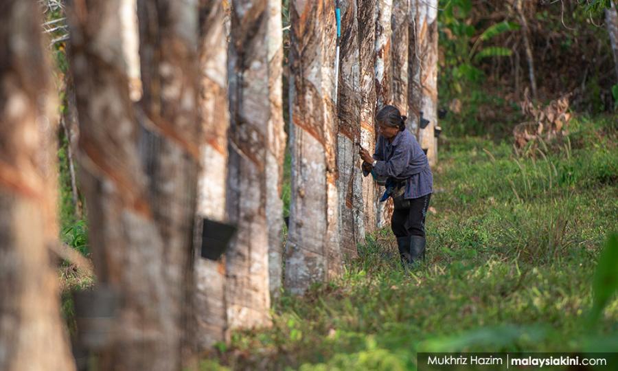 Malaysiakini Pekebun Getah Boleh Mohon Kad Pat G Dalam Tempoh Pkp