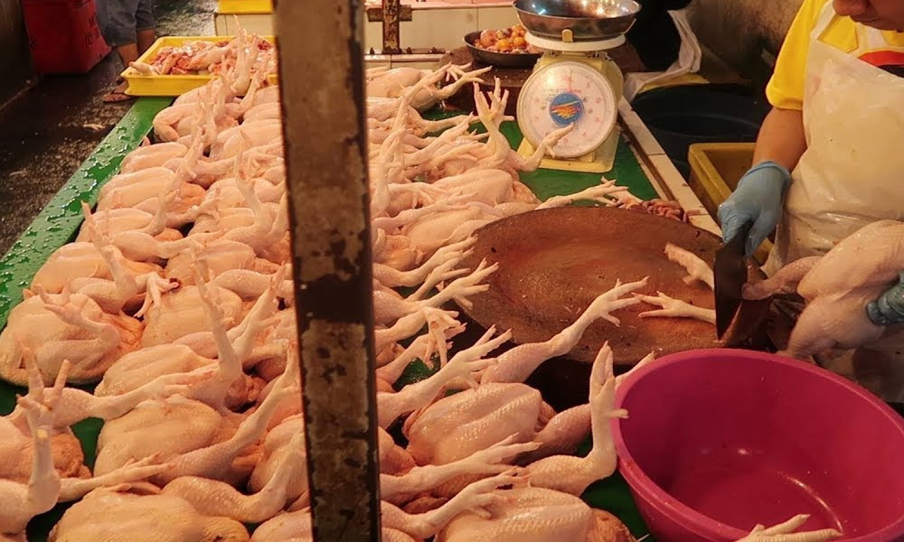 Penternakan ayam lembap berikutan harga, bekalan rendah