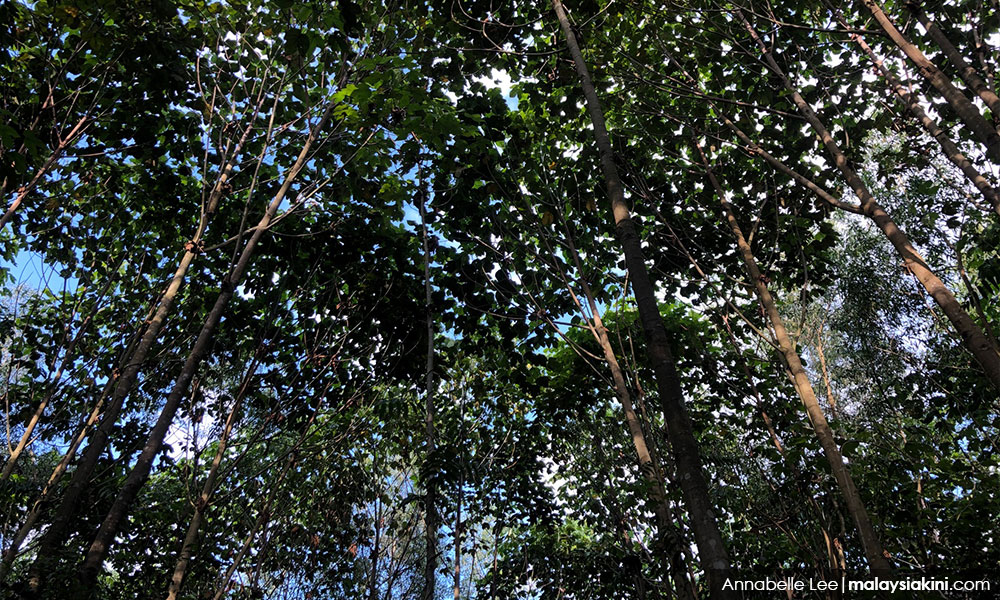 44,292 objections to proposal to degazette Kuala Langat Forest Reserve