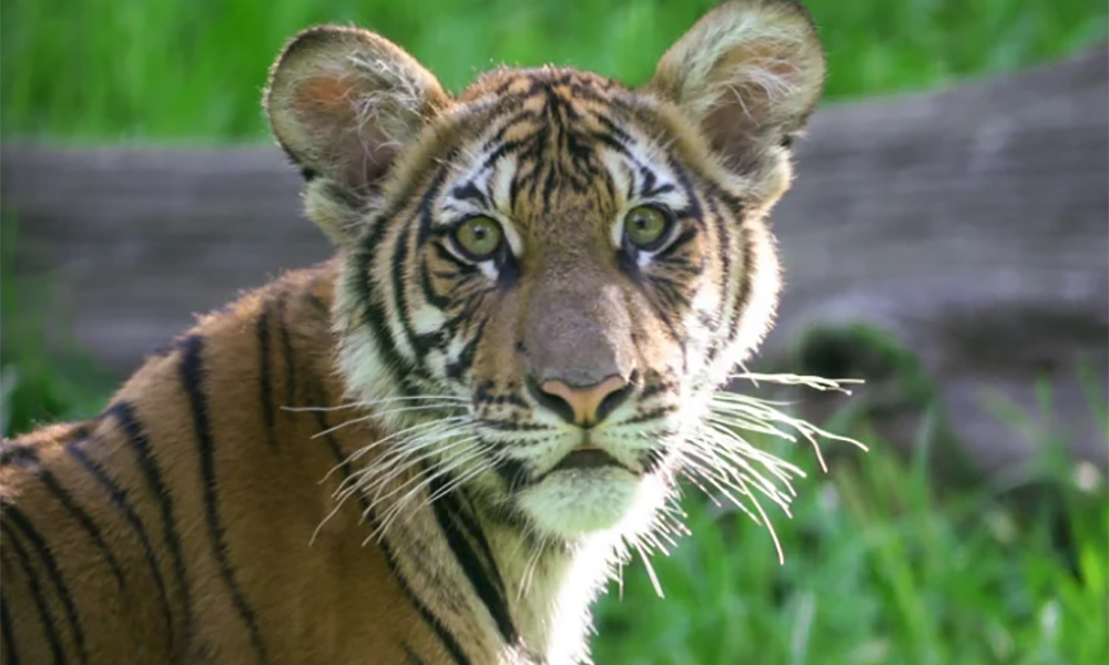 New York zoo’s Malayan tiger with Covid-19 on the mend, gets meds and TLC