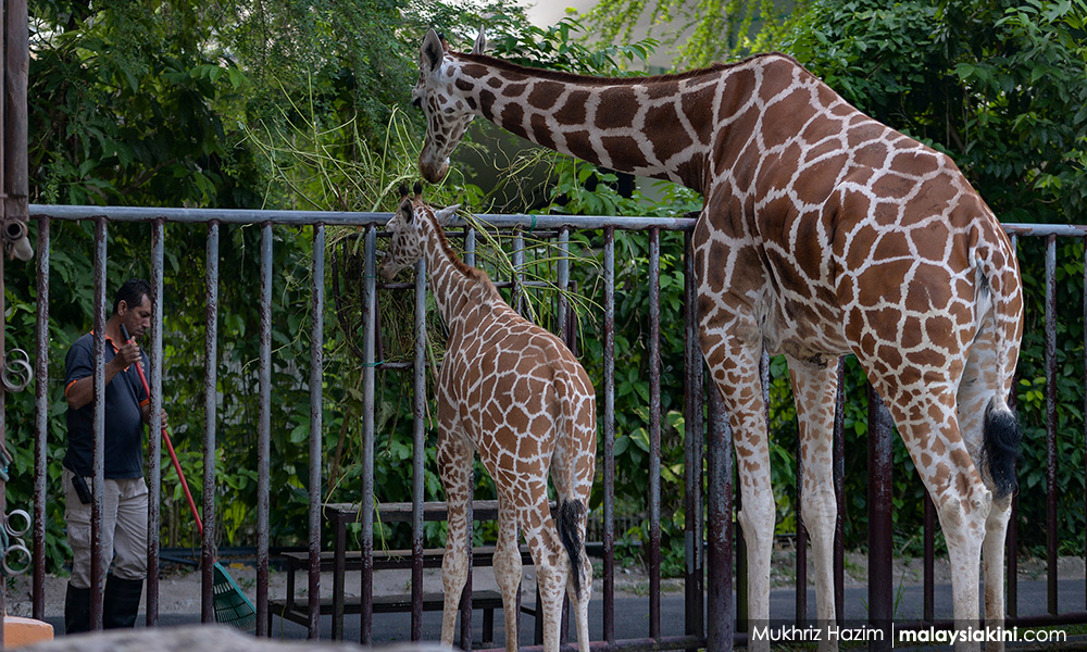 Zoo's role in wildlife conservation