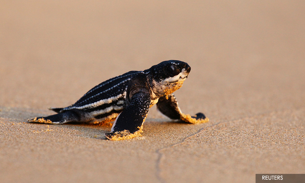 Cowabunga! Deserted Thai beaches lure rare leatherback turtles