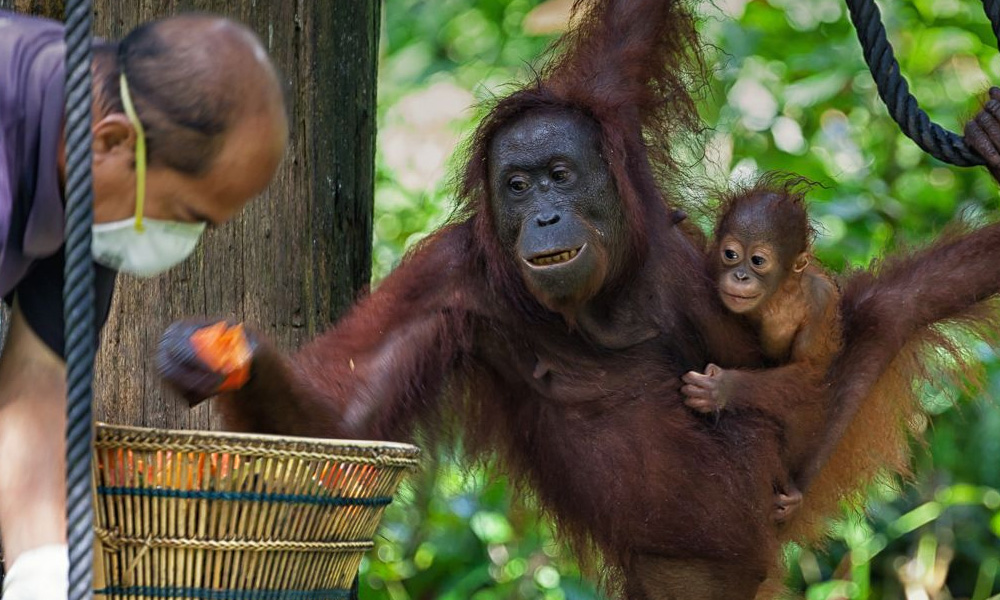 Sepilok centre ensures survival of orangutans