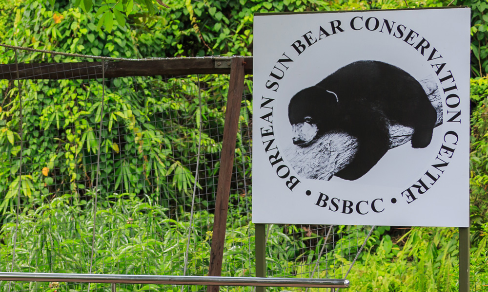 15 staff members manage sun bears over 'five football fields'