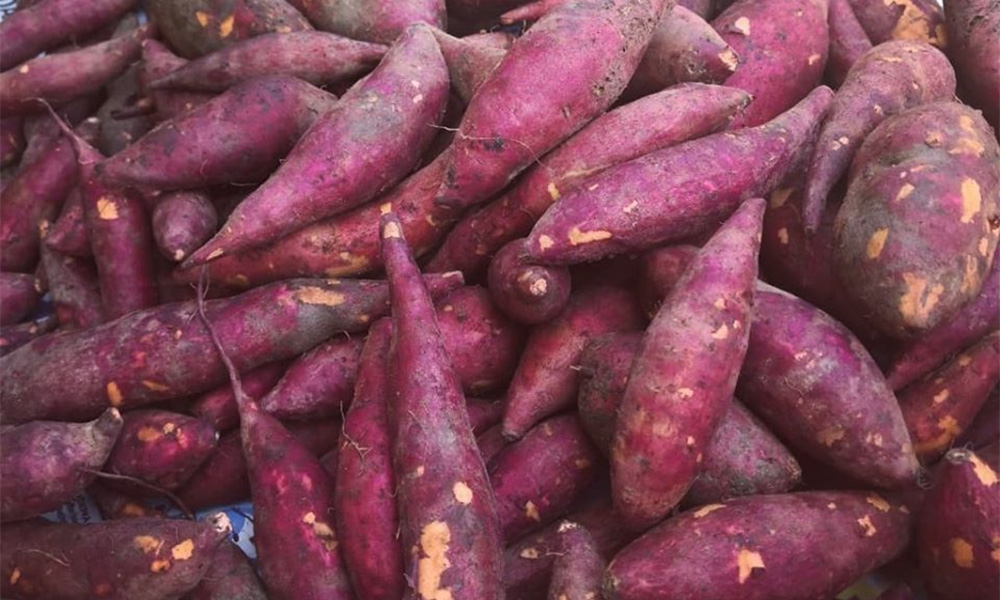 Power of social media: Teachers help Orang Asli sell 500kg of sweet potatoes