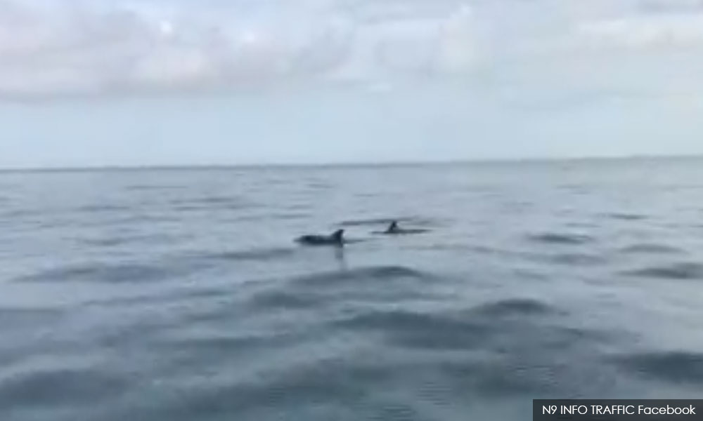 Ikan lumba-lumba di Tg Tuan Port Dickson tarik perhatian