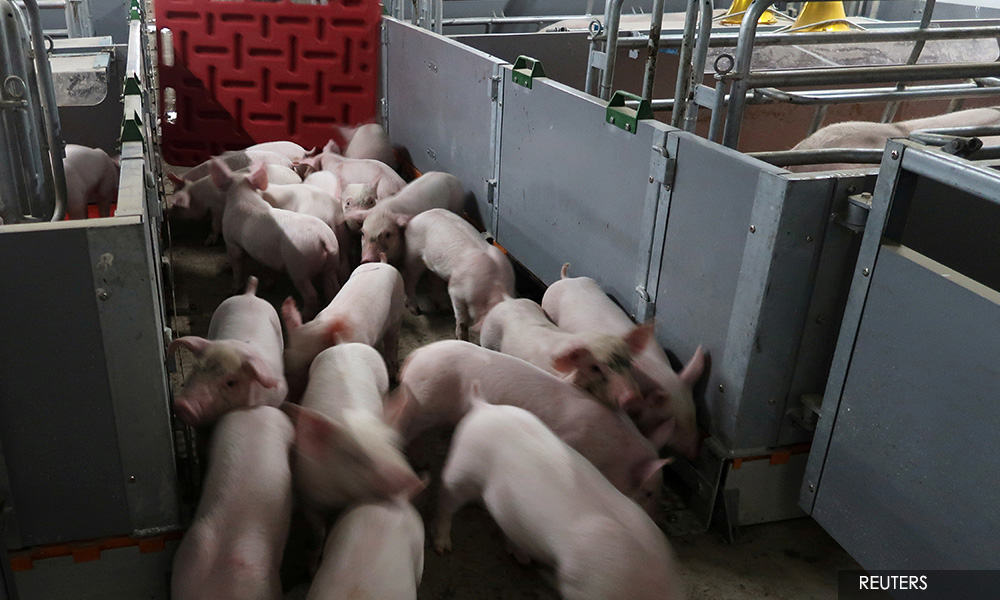 China study warns of possible new 'pandemic virus' from pigs