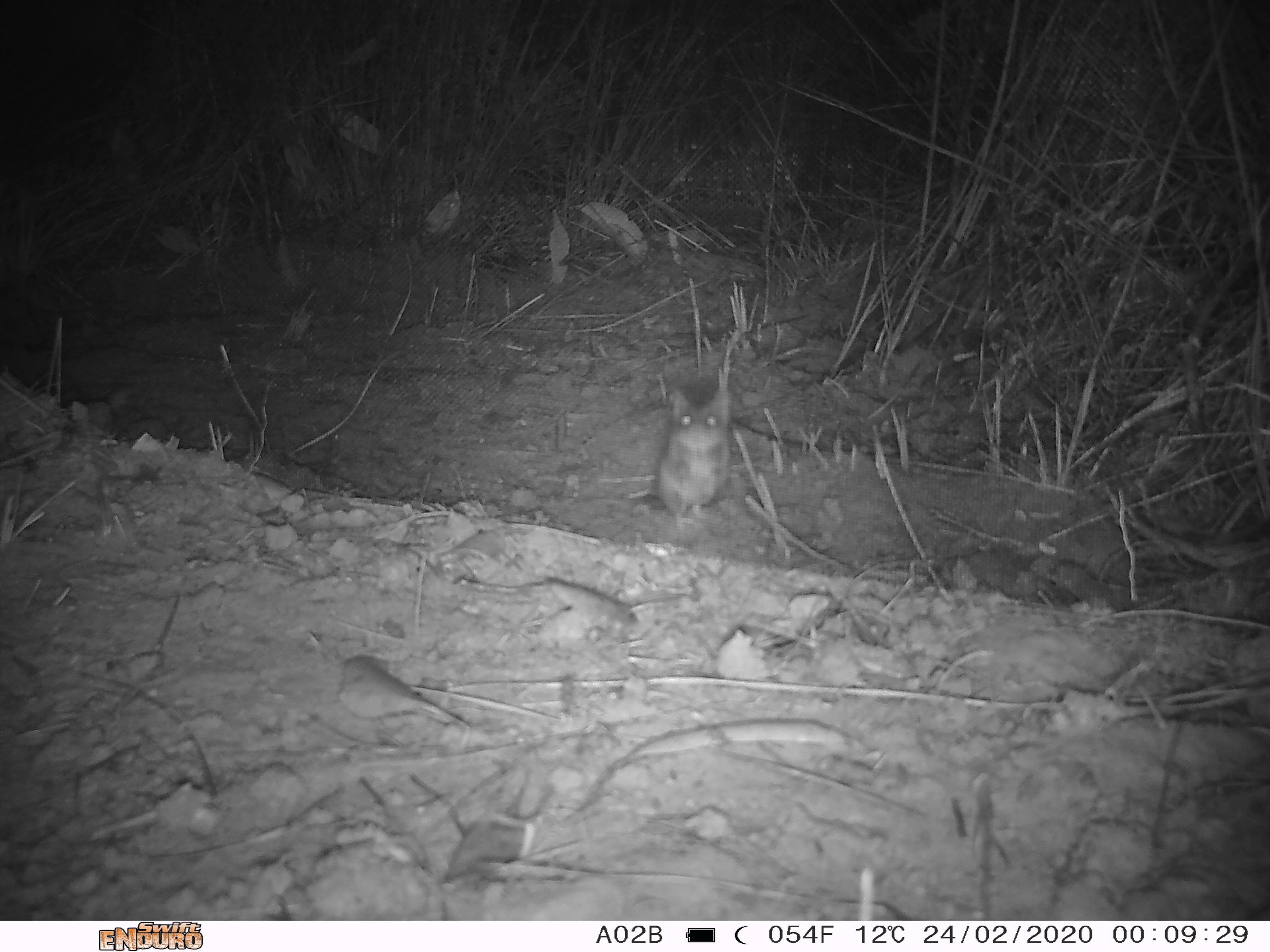 Kangaroo Island Dunnart recovery supported by citizen scientists across the country