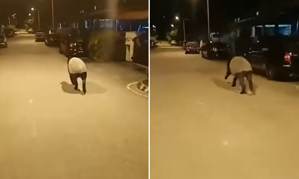Video of tapir running free in Sepang housing area ‘a month old’ - Perhilitan