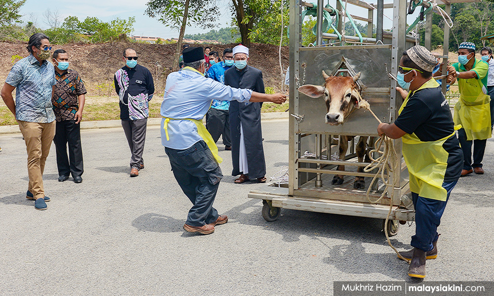 Sacrificial worship SOP focuses on attendance, animal health