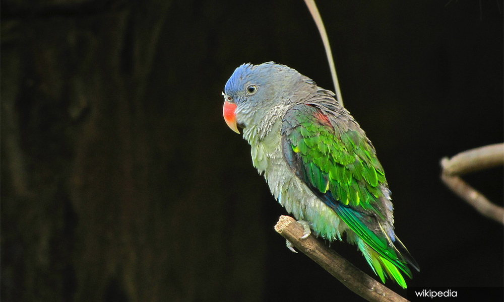 LETTER | Wider enforcement urgently needed to prevent wild bird trapping, poaching
