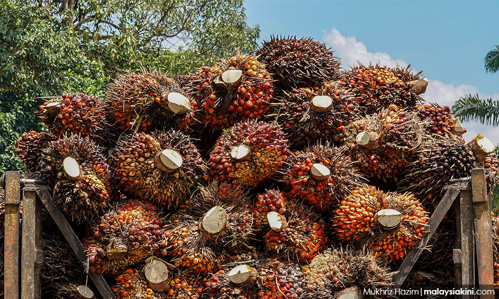 COMMENT | Nation’s ‘God’s gift’ of palm oil takes environmental toll