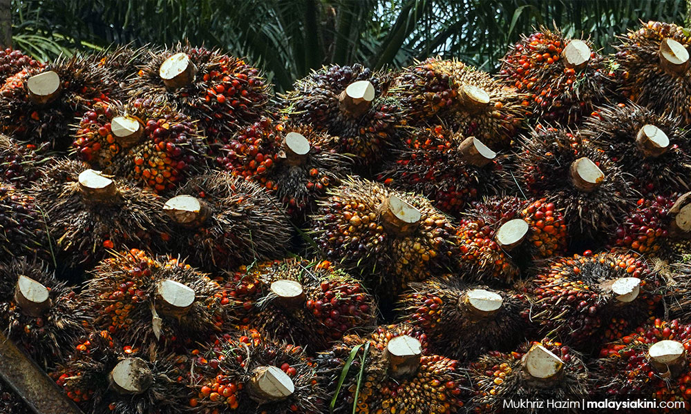 Experts say Malaysia's palm oil industry can do better