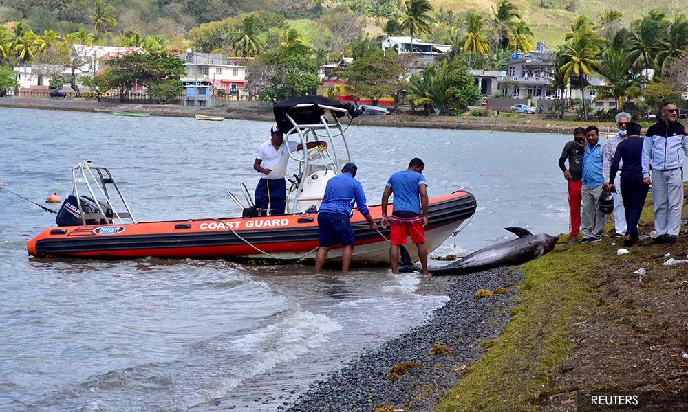 Mauritius fisherfolk battle to save dozens of dolphins near oil spill