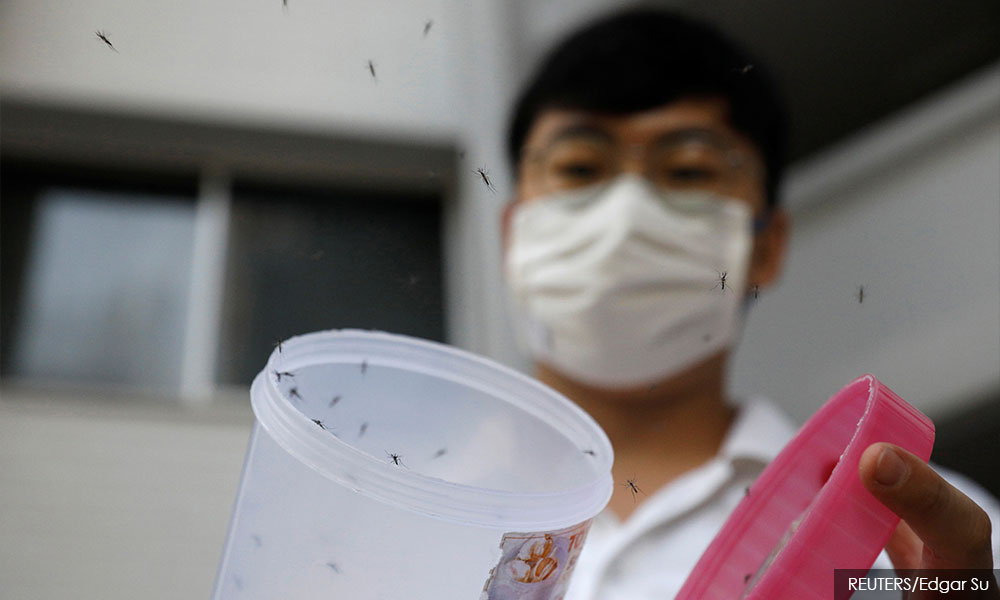 Singapore battles record dengue outbreak with more mosquitoes