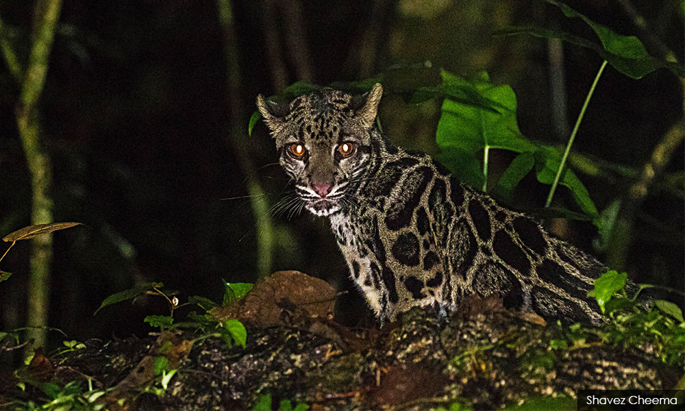 Penampakan harimau dahan gesa tingkatkan usaha pemuliharaanu0027