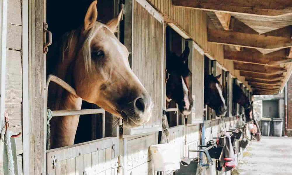 China bans horses from M'sia following African horse sickness outbreak